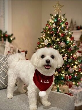 LMT: Santa Paws Personalized Velvet Dog Bandana- Small